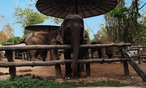 O que fazer em Chiang Rai: templos, cafés instagramáveis e cultura local no norte da Tailândia